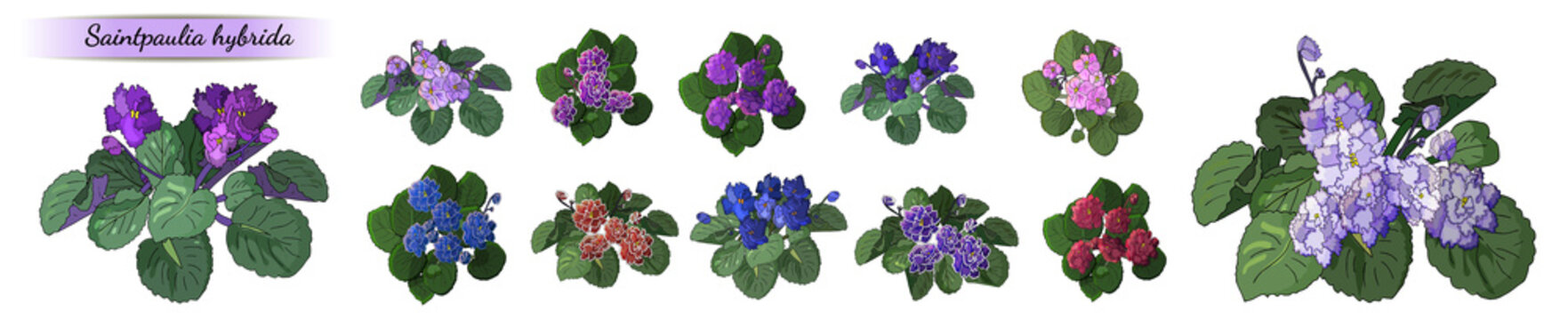 Vector set of flowering African violets with flowers of different colors isolated on white background