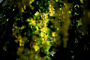 Obraz premium Spring flowering bush of golden rain.