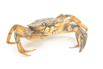 yellow sea crab on white background