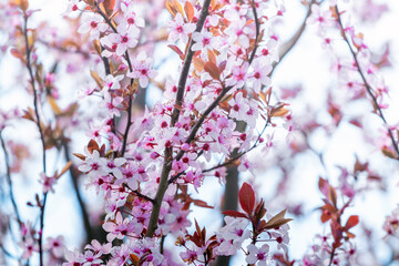 Spring background, flowering trees. Pink sakura flowers in sunny weather