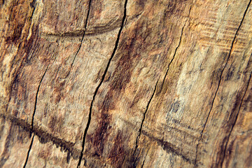 Texture of old wood, boards.