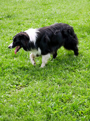 Border collie sheepdog in the grass - closeup. 