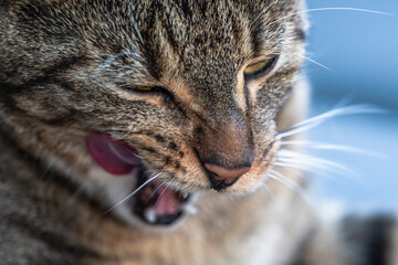 Porträt eines Stubentigers