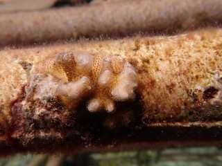 coral juvenile that successfully attached into coral frame