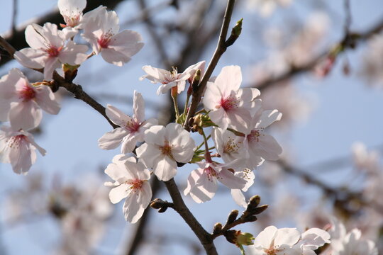 光に透ける桜の花の写真素材 春の写真