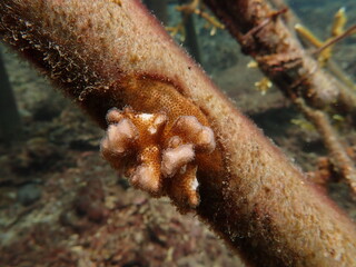 coral juvenile that successfully attached into coral frame