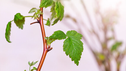 Currant bush with fresh green leaves in spring