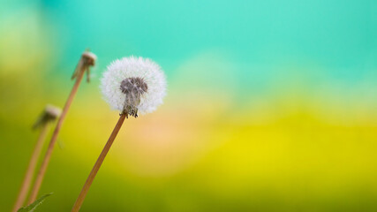 White dandelion on a bright spring background