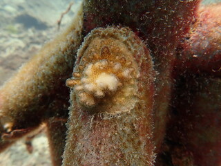 coral juvenile that successfully attached into coral frame