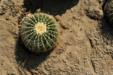 Top view of a naturally Cactus on the sand at King Rama 9 park in Bangkok Thailand 