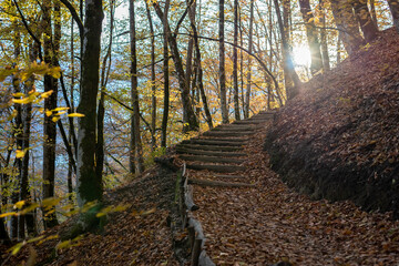 Ladder on the health trail in the Caucasus Mountains, Rosa Khutor, Sochi