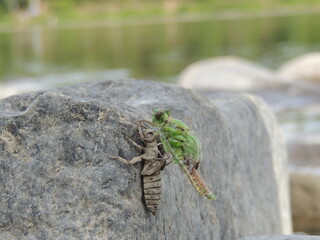 birth of the dragonfly
