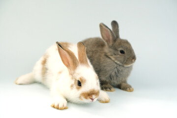 Two brown rabbits paired on a white background.