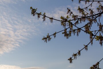 Acer negundo, the box elder, boxelder maple, Manitoba maple or ash-leaved maple, is a species of maple native to North America. It is a fast-growing, short-lived tree with opposite, compound leaves.
