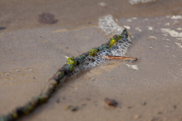 A tree branch covered with moss and bubbles lies in the sand by the river. 