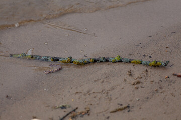 A tree branch covered with moss lies in the sand by the river.