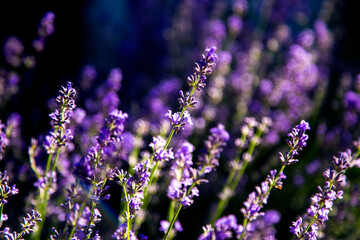 Lavender flowers in landscape design.