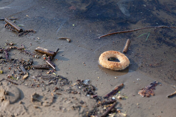 The bagel lies in the sand on the banks of the river as food for the birds.