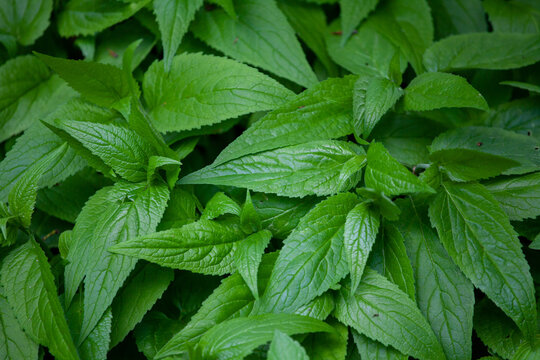 Mentha longifolia is a species in the genus Mentha. It is a very variable herbaceous perennial plant with a peppermint-scented aroma.