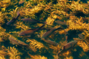 Black Koi Swiming in a Pond