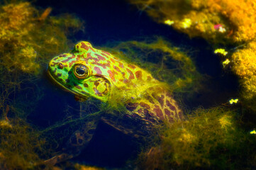 Bullfrog sits in a pond