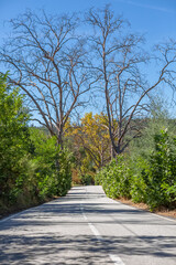 Asphalt road view surrounded by vegetation, two tall and imposing trees without foliage