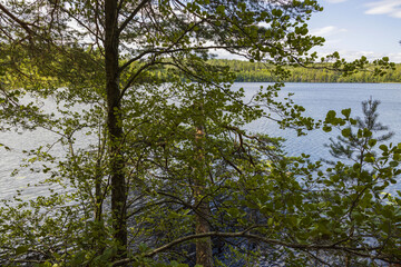 Beautiful landscape view of lake through pine trees. Lake shore with green trees and plants reflecting in mirror water surface. Sweden. 