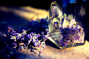 Bottle with fresh lavender cosmetic ingredient.