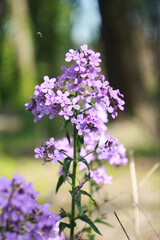 Beautifull purple flowers/