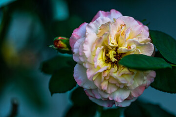 Obraz premium Gärtners Traum