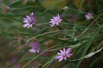 Beautifull purple flowers/