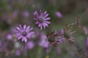 Beautifull purple flowers/