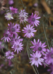 Beautifull purple flowers/