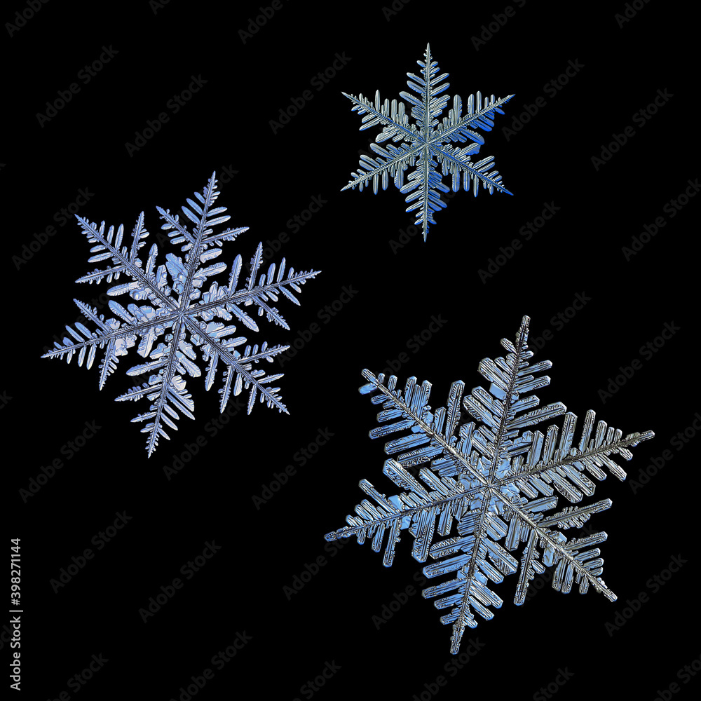 Wall mural three snowflakes isolated on black background. macro photo of real snow crystals: large stellar dend