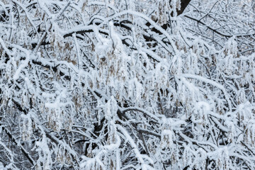 Winter landscape tree branches covered with frost	