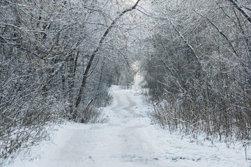 Winter landscape tree branches covered with frost	