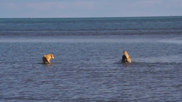 Dods play in the sea and funny moment