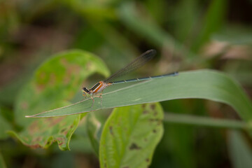 damselfly on a green leaf