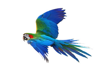 Colorful macaw parrot isolated on white background.