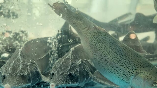 Fish of the sturgeon family swims in the store aquarium. Sale of live fish grown on fish farms. International, Latin name Acipenseridae