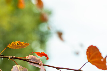 Autumn background with space for text and a branch with colorful autumn leaves