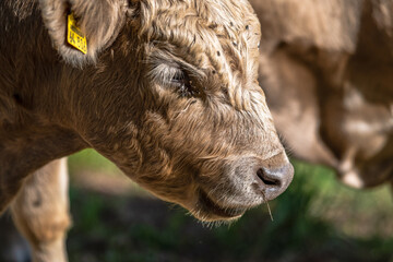 Fototapeta premium Weidefreiheit