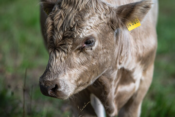 Fototapeta premium Weidefreiheit