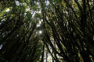 moss and fern plant coverd on tree at Doi Inthanon National Park, Chiang Mai, Thailand