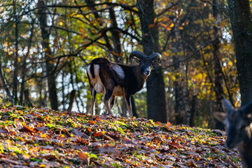 Ziege auf wiese