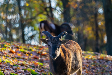 Ziege auf wiese
