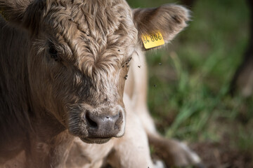 Fototapeta premium Weidefreiheit