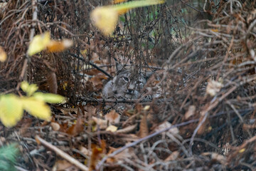 Beautiful Bobcat