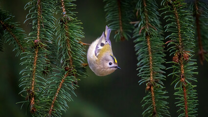 Goldcrest climbs on the twigs of a coniferous tree.