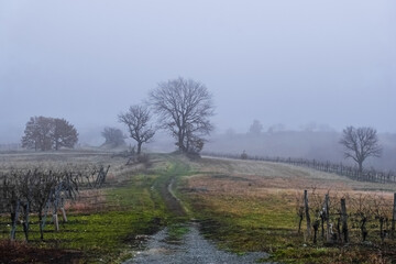 beautiful trail between trees in the vineyards and fog